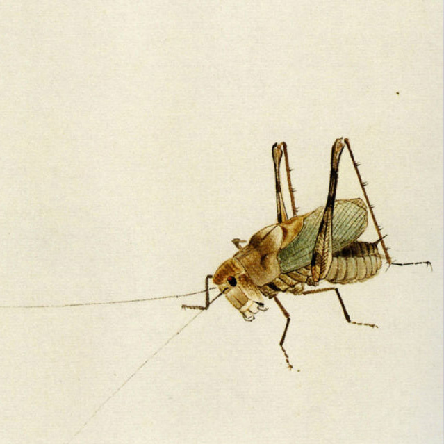  ֯