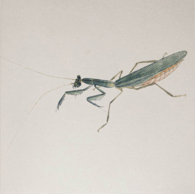 齐白石 螳螂