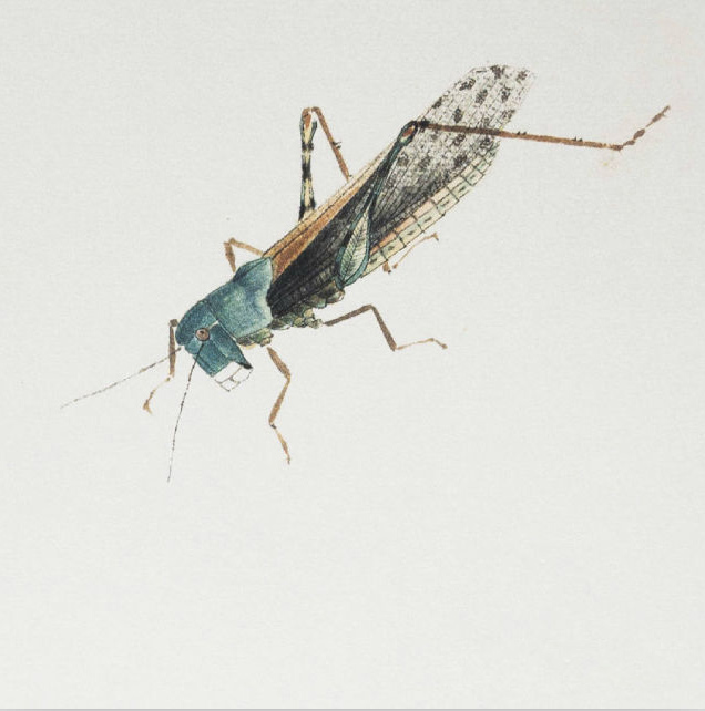 齐白石 蚂蚱
