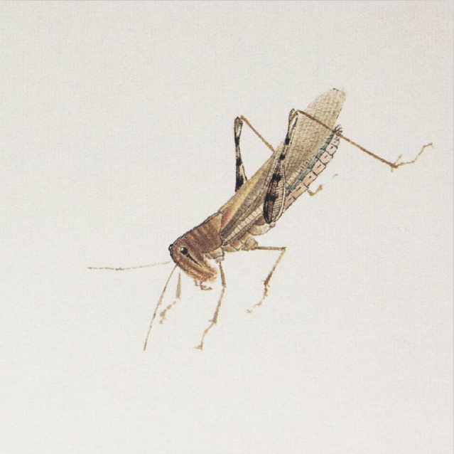 齐白石 蚂蚱