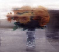 玫瑰