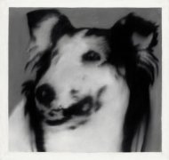 /狗头