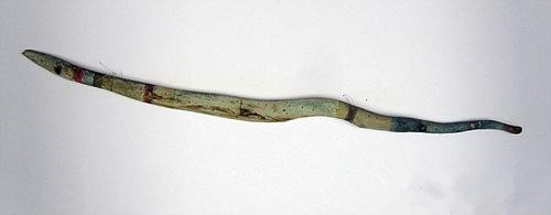 一截树枝欲以14万元起拍 曾经达达主义雕刻家涂色