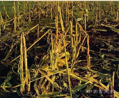 女性艺术是个悖论