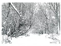 展览快讯||大自然的回响——林驹针笔黑白画暨版画作品展