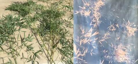 张大力个展“恒久与无常”：两组新作展出 两个极点在这里相遇