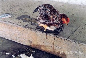 当代艺术中的社会主义经验叙事