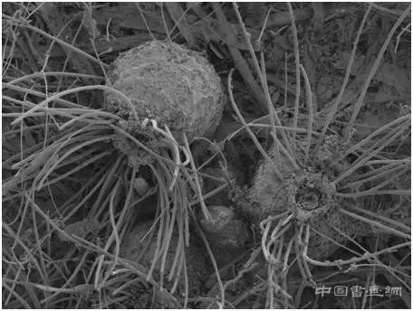 球毛壳菌在扫描电镜下的形态(250倍放大)球毛壳菌在扫描电镜下的形态