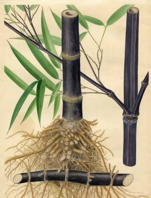 植物科学绘画之根的科学绘画方法