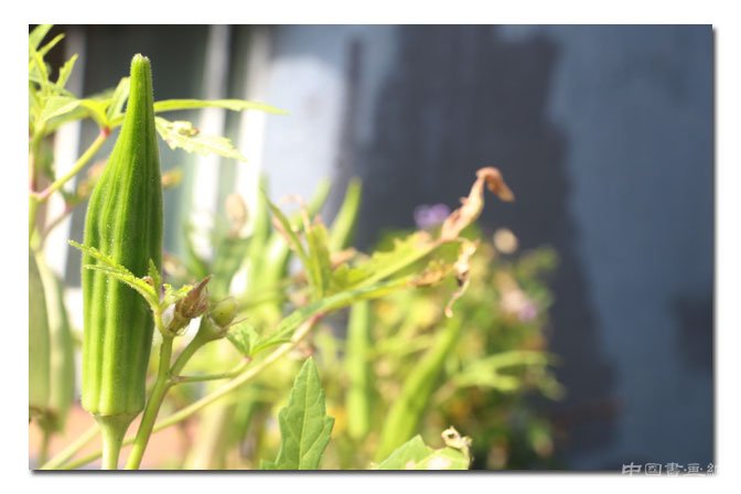 宋秦晋：清丽刚健写百草