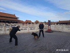 和“大内御犬”一起守卫故宫