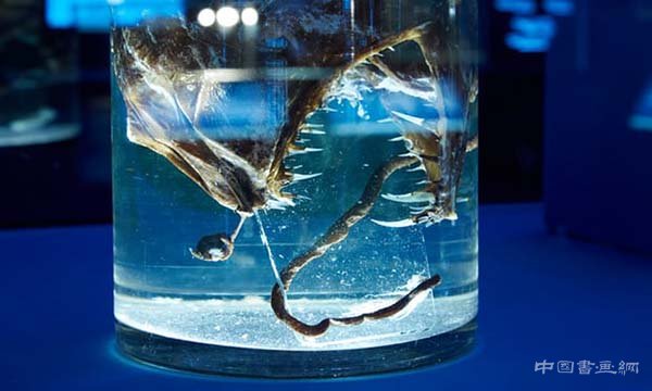 盛夏之日 看艺术与科学的融合