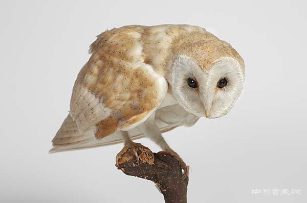 盛夏之日 看艺术与科学的融合