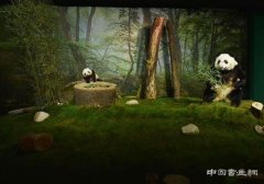 “中国大熊猫国际形象全球招募”活动启动
