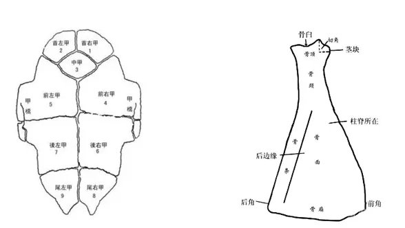 国家博物馆“证古泽今——甲骨文文化展”开幕