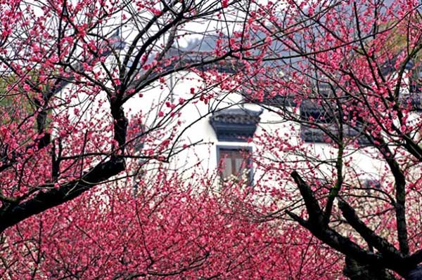 杭州超山梅花节&超然峰上:纪念张宗祥先生特展同步启幕