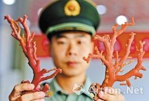 福建公安边防三沙边防派出所民警展示被查获的红珊瑚 暴利催生黑色产业链——红珊瑚遭遇毁灭性盗猎